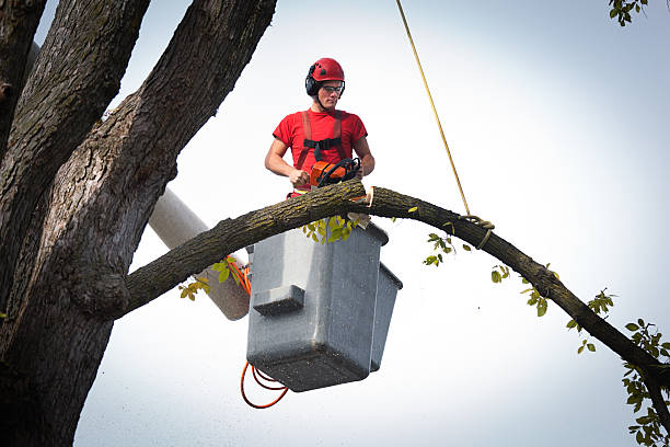 Best Professional Tree Care  in USA